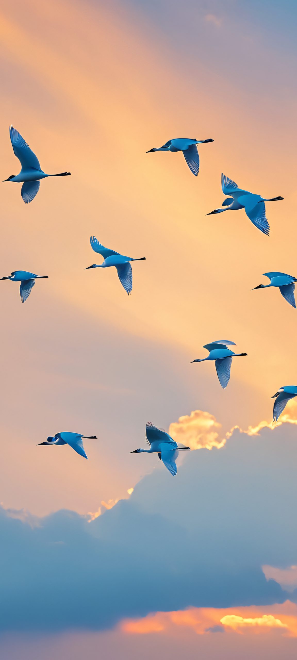 A stunning image of birds in flight against a cloudy golden hour sky, perfectly optimized for iPhone and Android home screens.