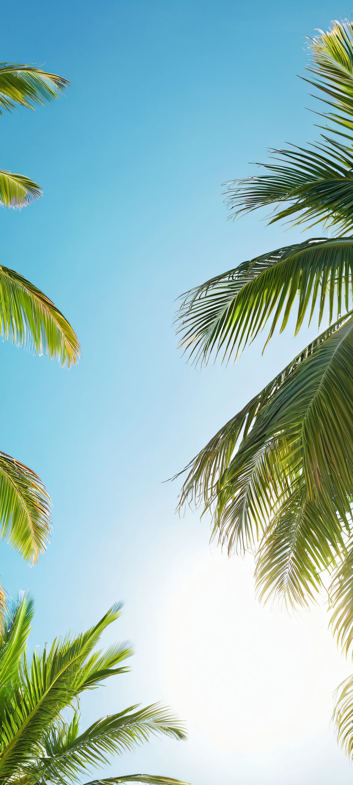 Stunning palm tree wallpaper for iPhone and Android, featuring a beautiful tropical scene with a bright blue sky and lush green palm trees.
