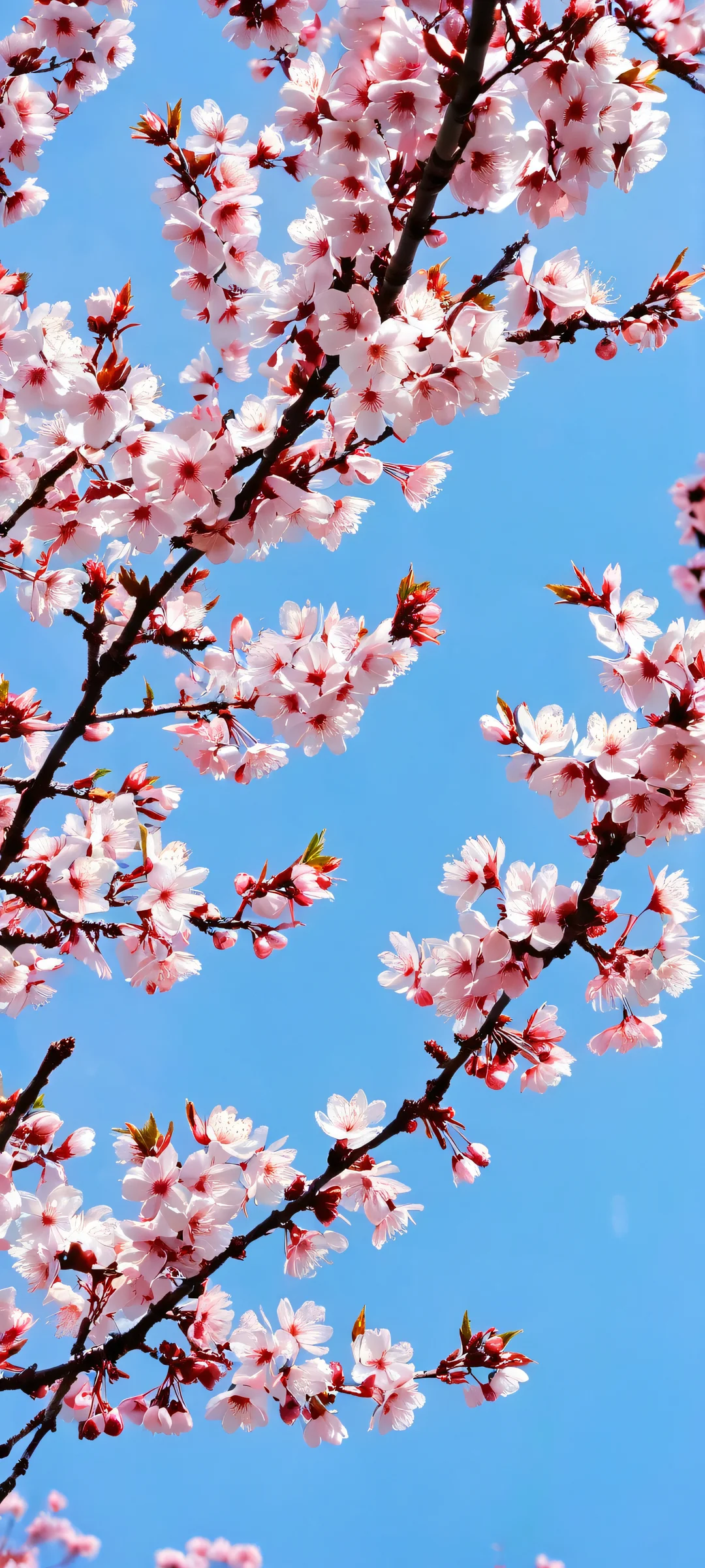 iPhone and Android users will love this serene cherry blossom branches wallpaper, perfect for a peaceful day outdoors.