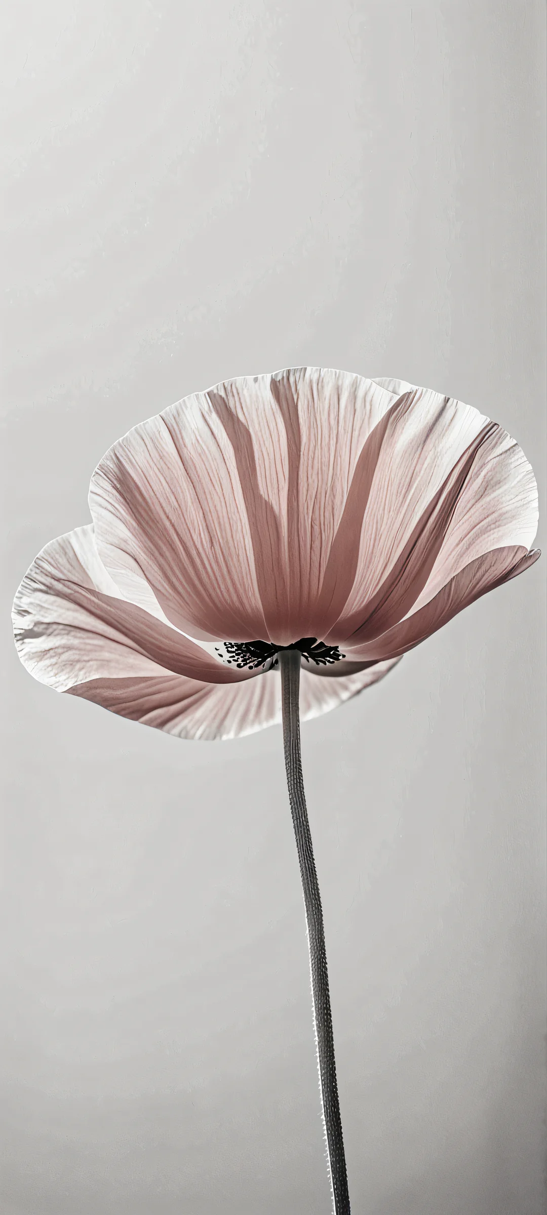 Minimalist photography of a poppy in muted pastel colors. iPhone または Android のホーム画面に最適.