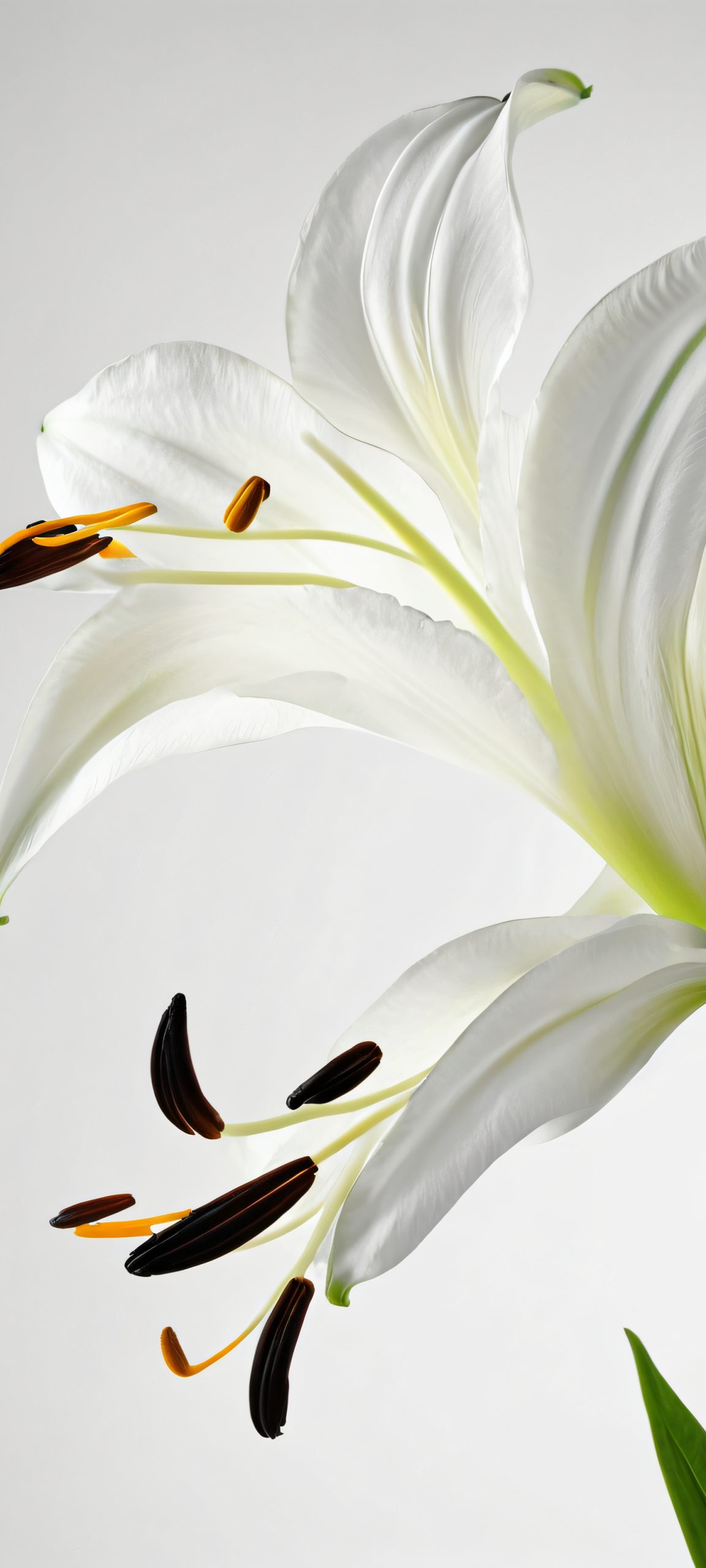 A stunning image of a white lilium flower against a dark background, perfectly optimized for iPhone and Android home screens.