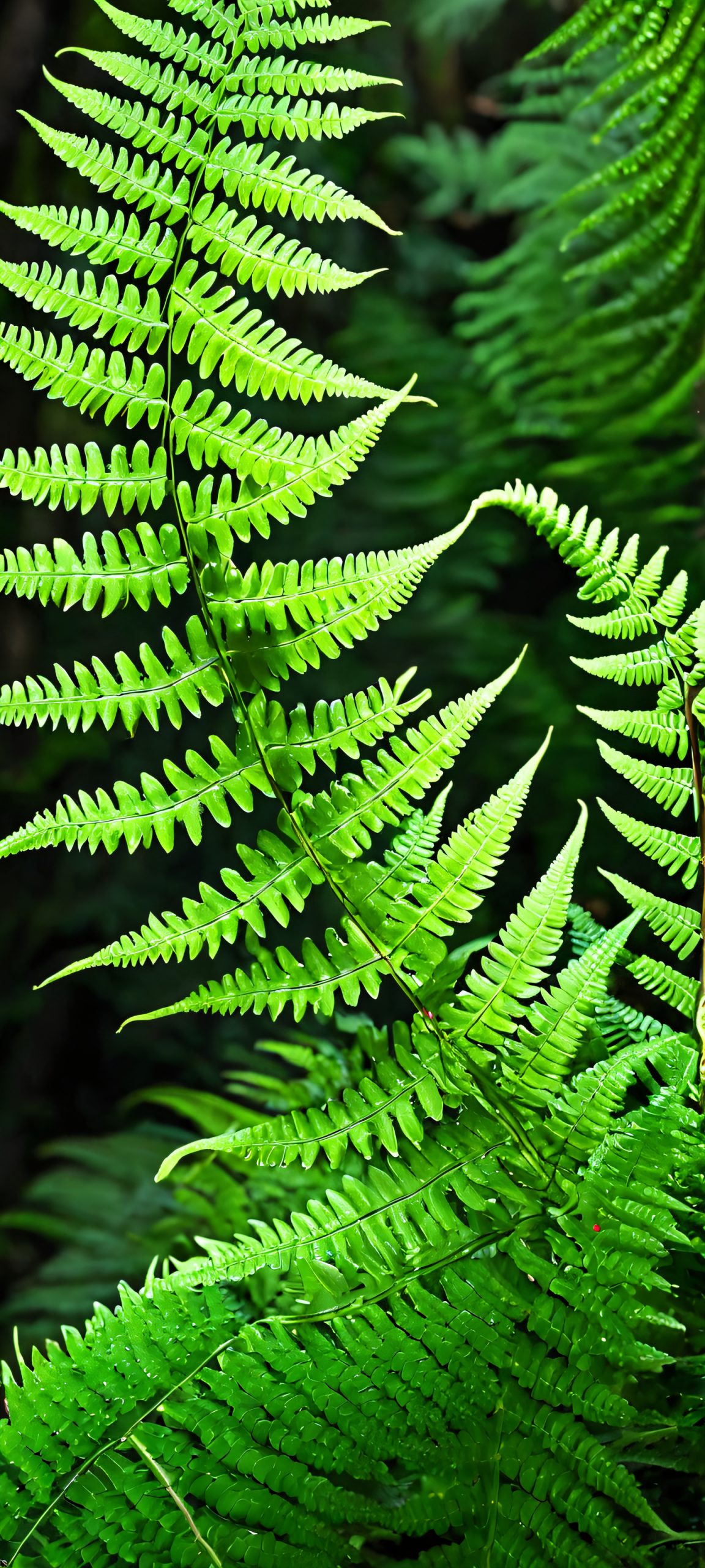 Ferns in the Mist 2K QHD Mobile Wallpaper A mystical iPhone and Android wallpaper featuring lush emerald ferns amidst a dark forest, perfectly optimized for your device's screen.