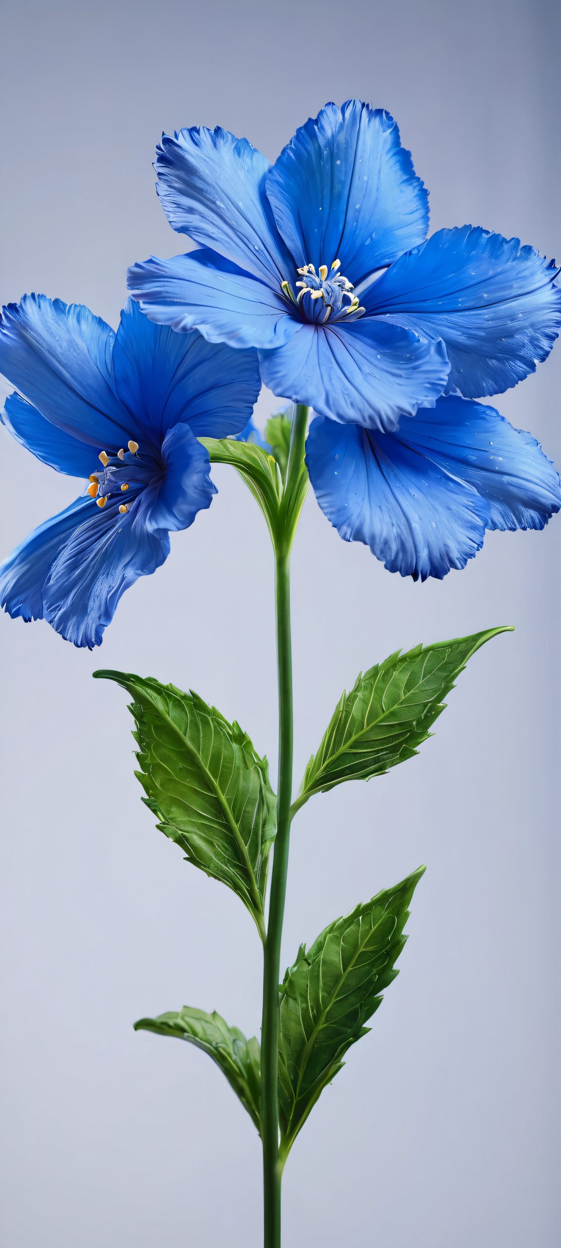 Floral Masterpiece in Softbox Light 2K QHD Mobile Wallpaper iPhone and Android phone background featuring a stunning blue flower masterpiece with softbox lighting.