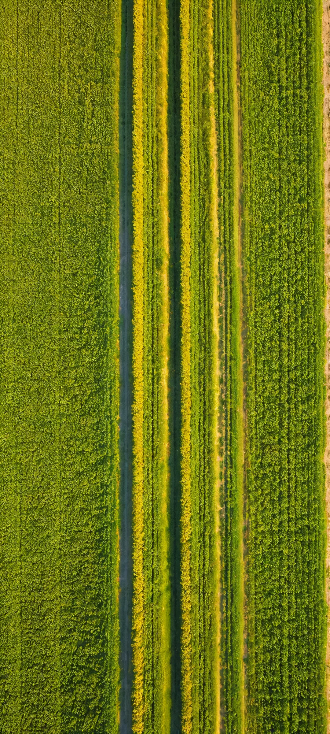 Aerial view of agricultural fields at golden hour, perfect for iPhone/Android screens.