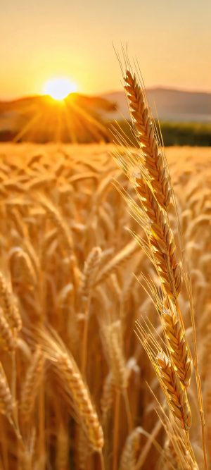 golden wheat wallpaper scaled