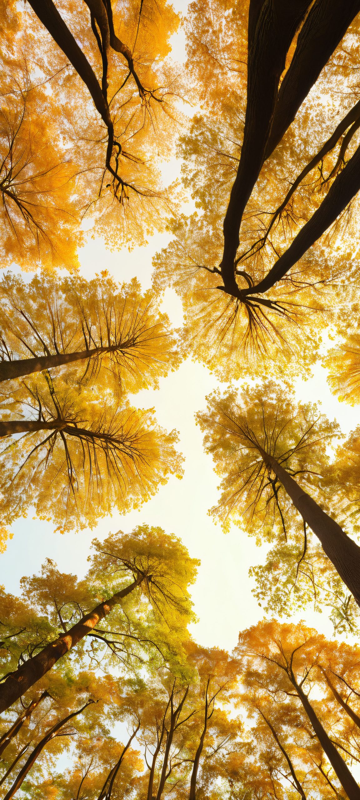 iPhone/Android wallpaper of a stunning tree canopy at golden hour, with vibrant greens and golden tones