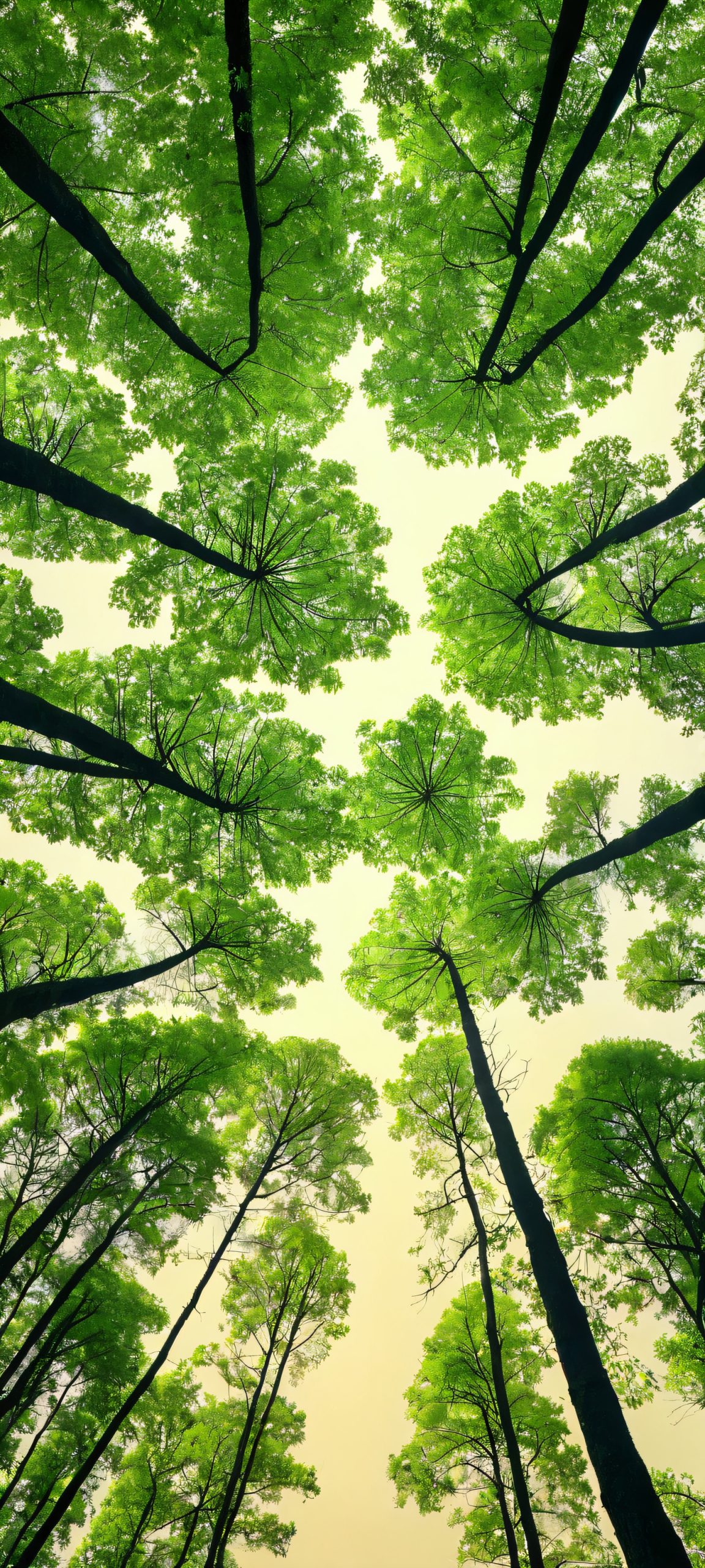 Misty Morning Oasis 2K QHD Mobile Wallpaper Enchanting forest scene for iPhone and Android home screens. Soft overcast sky meets towering trees.