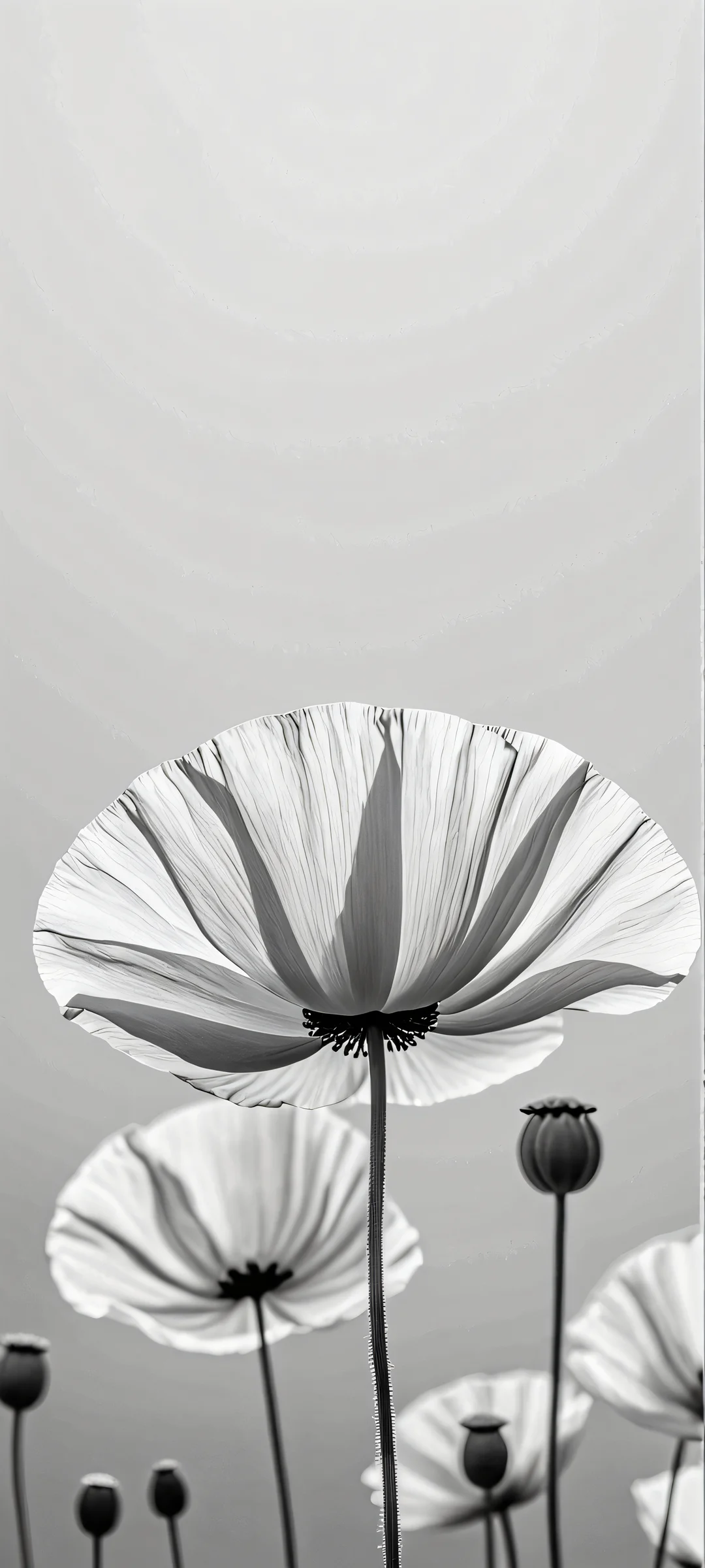 Monochromatic Bliss 2K QHD Home Screen iPhone and Android users alike will adore this stunning monochrome landscape of Poppies. Perfectly optimized for your home screen.