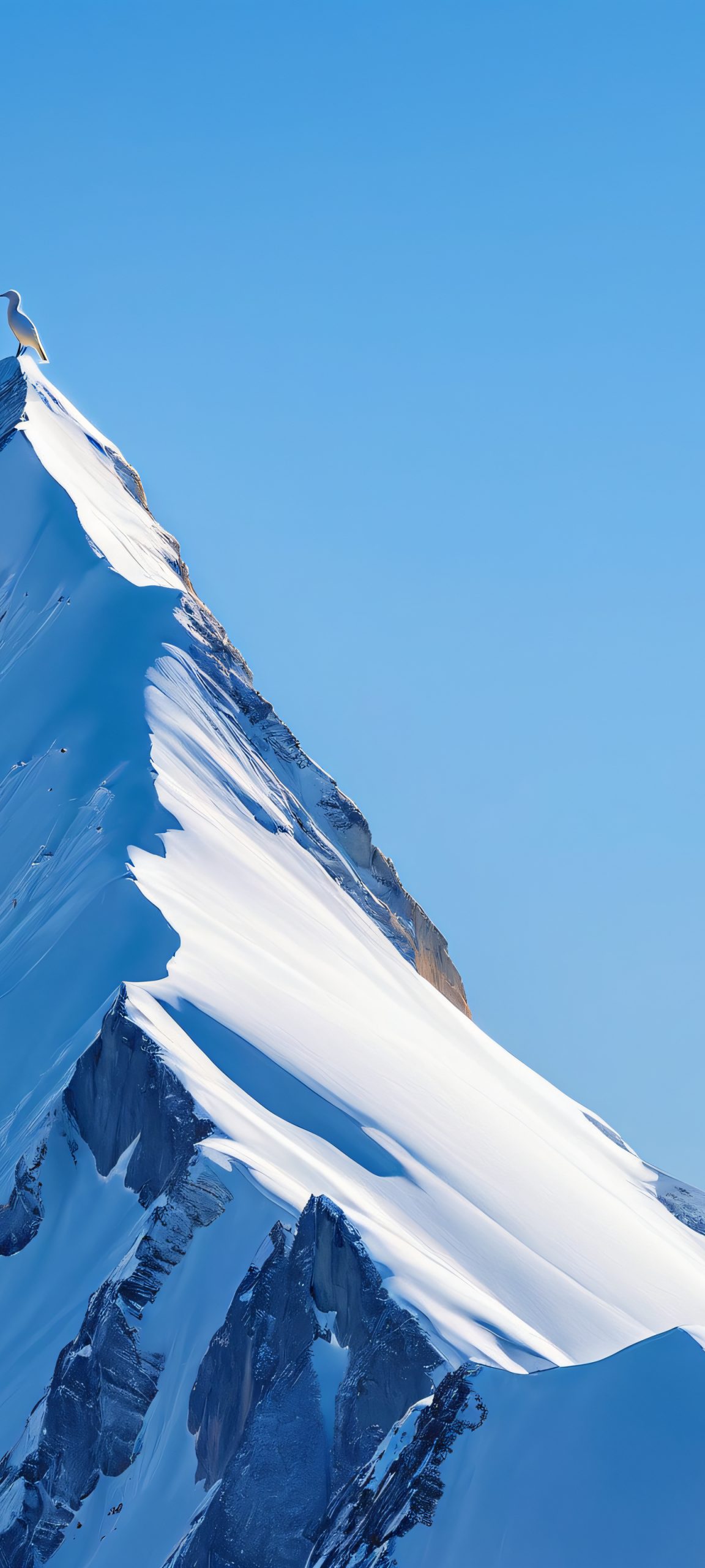 mountain peak bird winter scaled