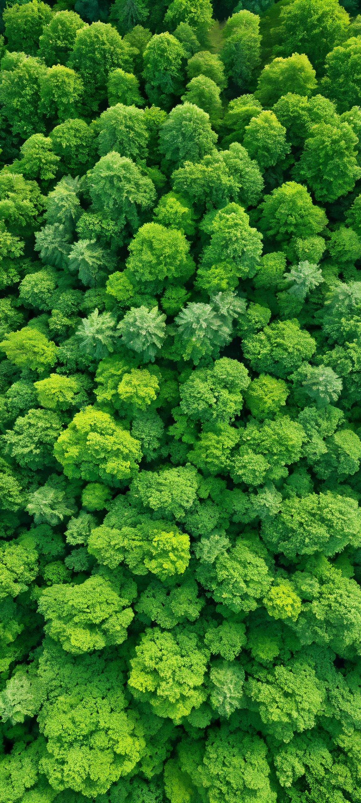 Breathtaking vertical mobile phone wallpaper featuring foliage, forest, and abstract elements in olive green, perfect for iPhone and Android devices