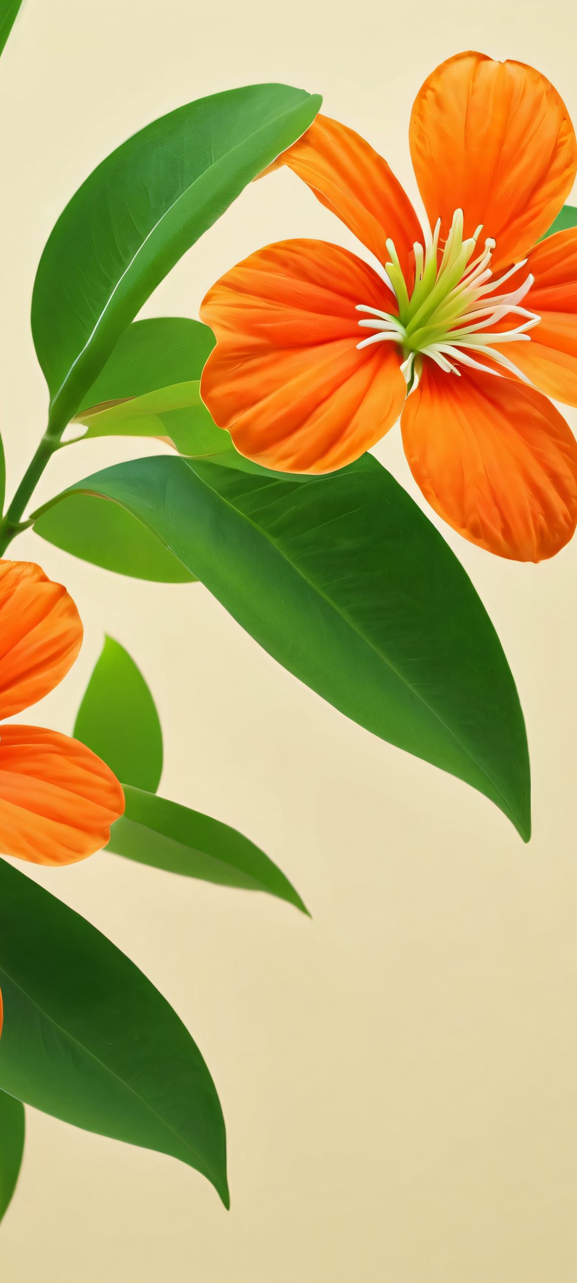Stunning orange flower amidst green leaf, perfect for iPhone/Android home screens