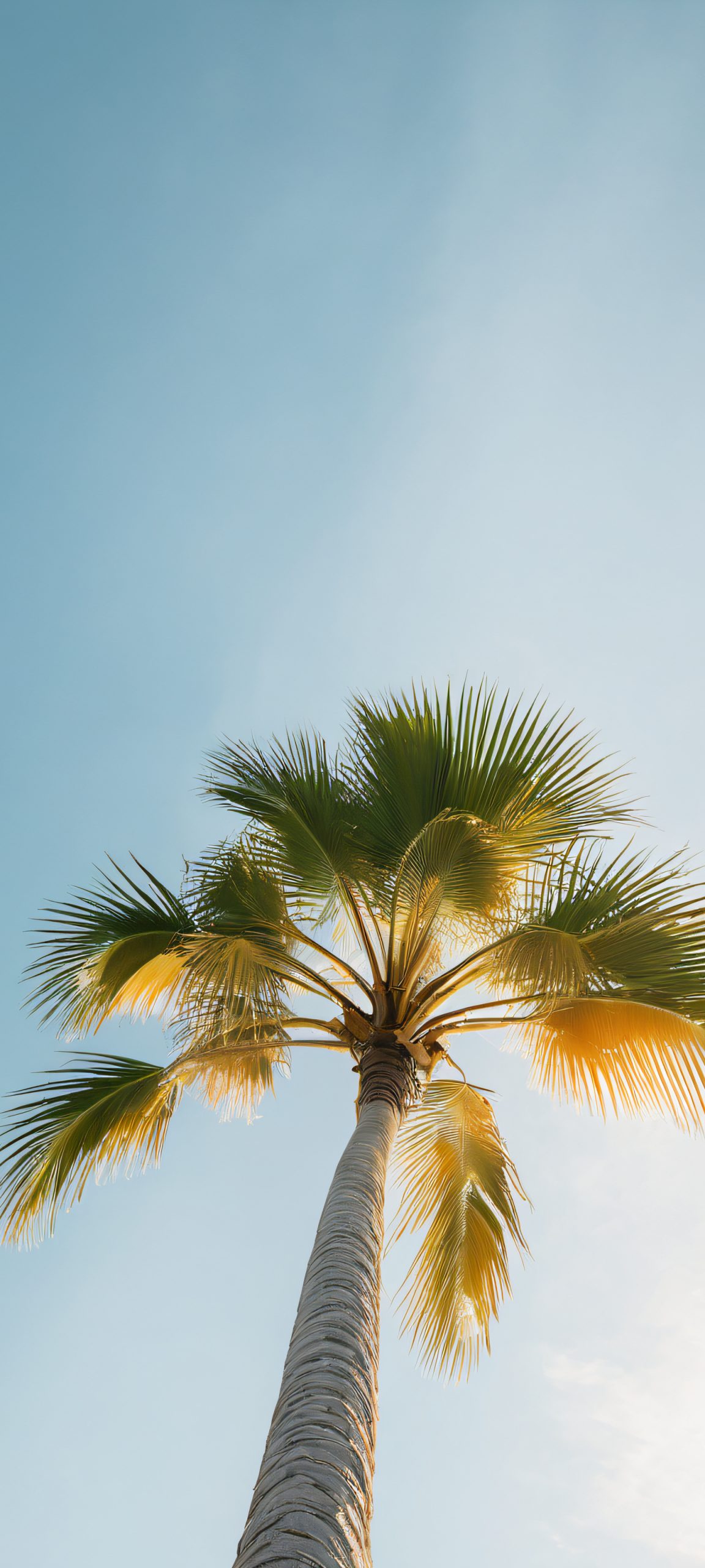 Breathtaking palm tree landscape with cloudy sky and soft golden hour light, perfectly optimized for iPhone, Samsung Galaxy, and Android home screens