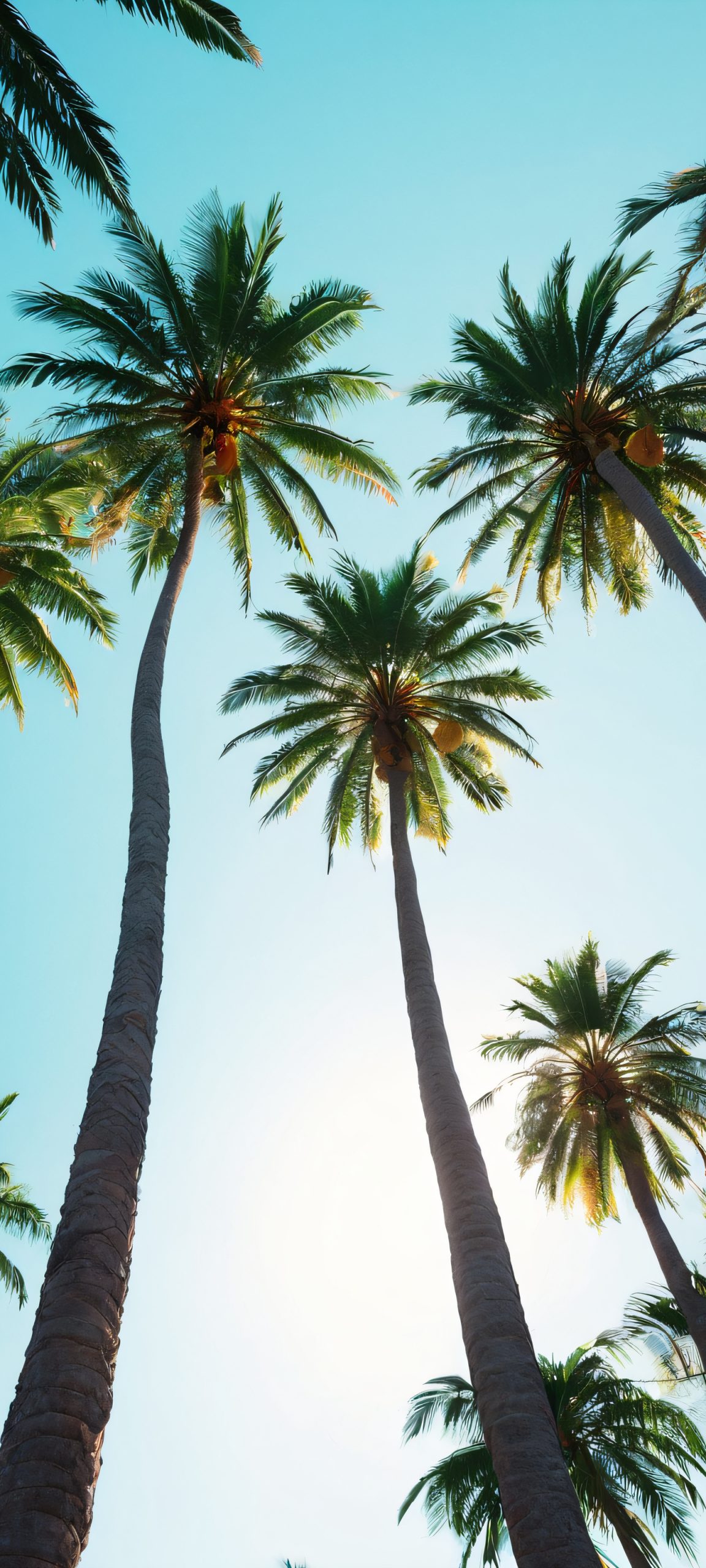 Beautiful palm trees and cityscape on a soft overcast day, perfectly suited for your iPhone or Android phone.