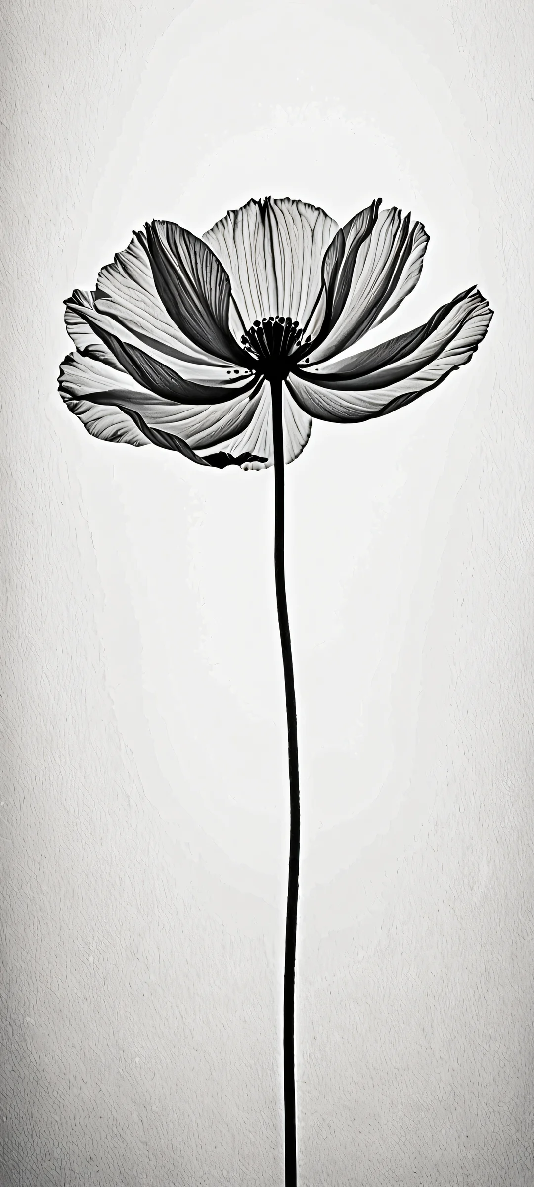 A serene minimalist poppy bloom on a monochrome background, perfectly optimized for iPhone and Android home screens.