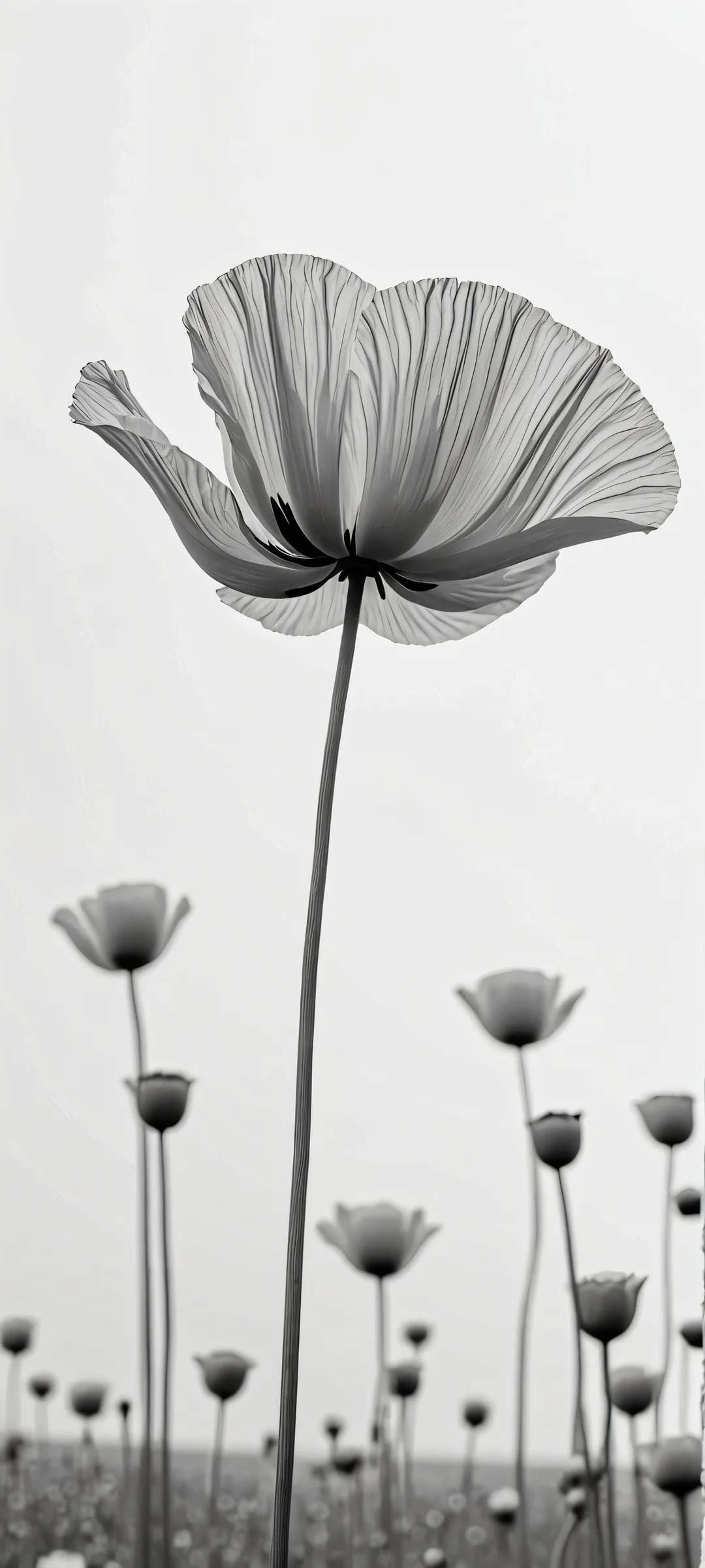 Poppie's Serenity 2K QHD Home Screen A stunning monochrome poppie design for your iPhone or Android home screen.