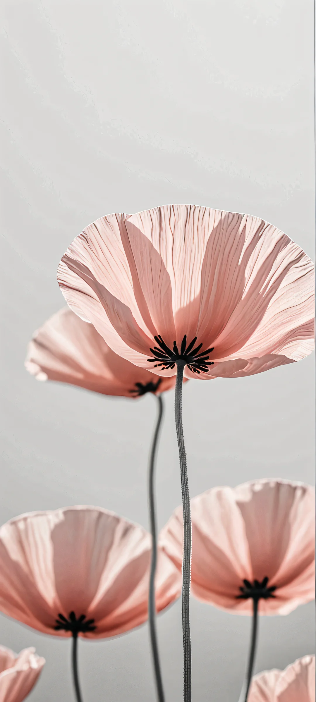 A serene poppy-inspired minimalist design for your iPhone or Android home screen. Perfectly optimized for QHD resolution.