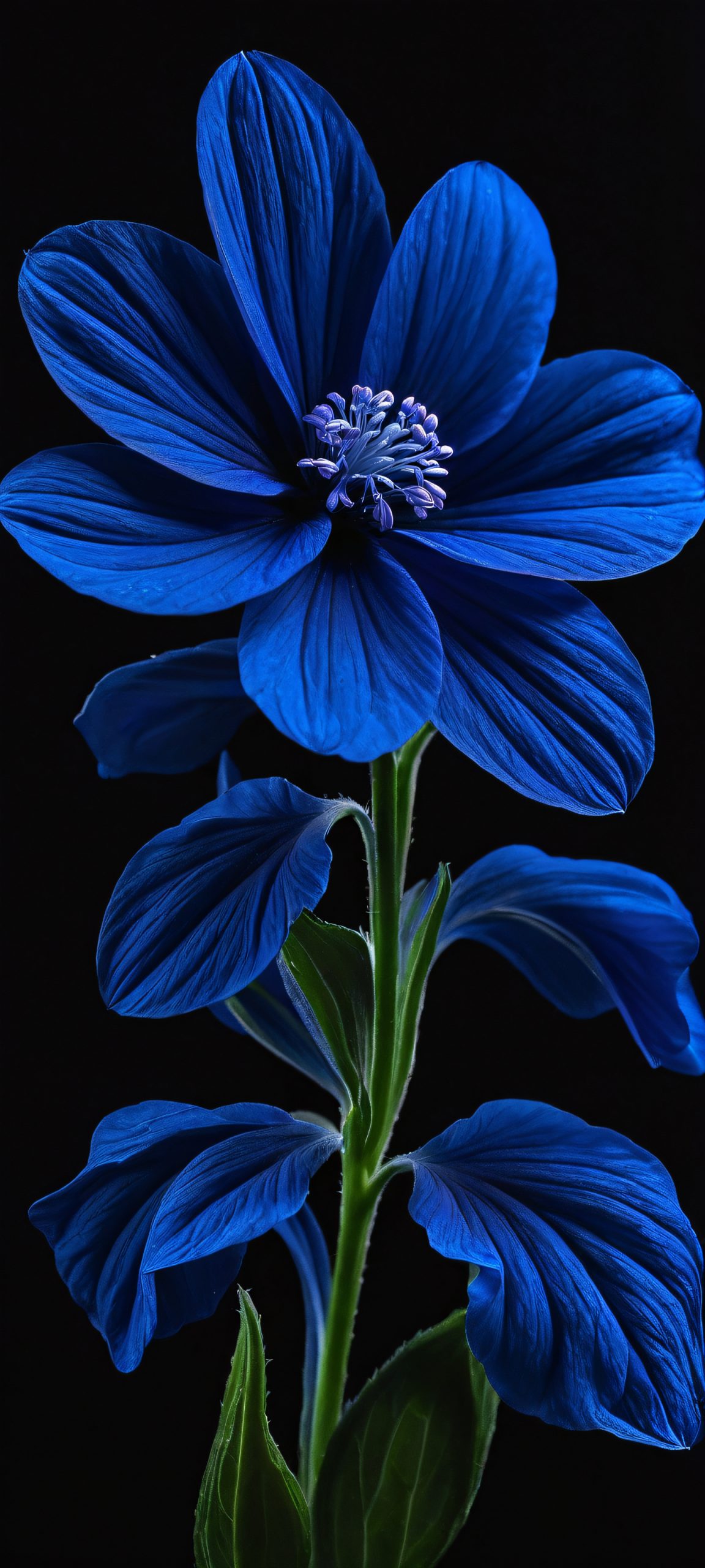 sidelit blooms scaled