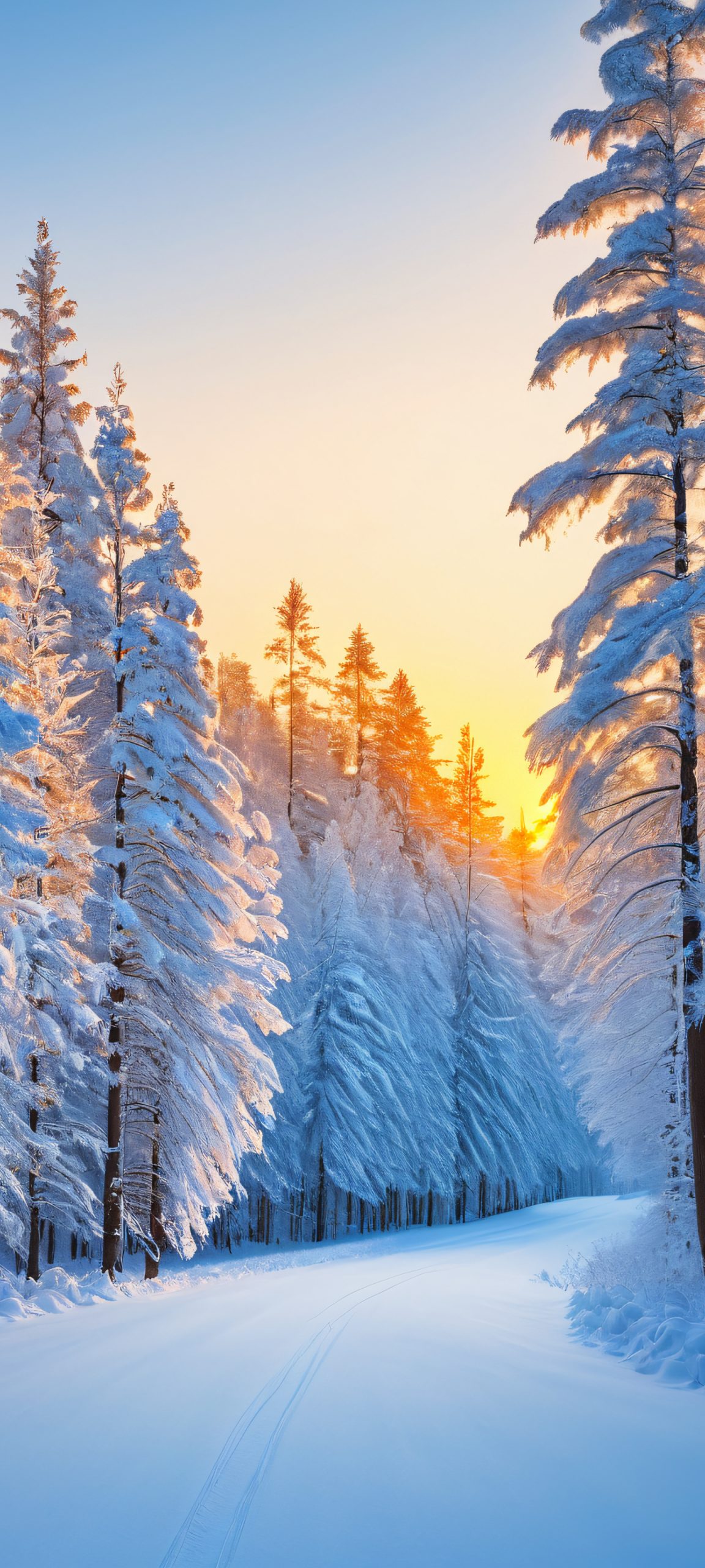 Ivory-tipped trees stand tall under the golden light of the iPhone and Android, as the snow-covered forest comes alive in a serene winter wonderland.