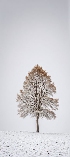 snowy serenity landscape wallpaper scaled