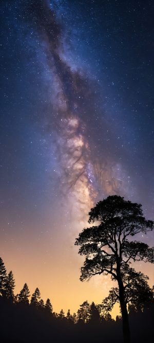 stellar tree silhouette against starry night sky scaled