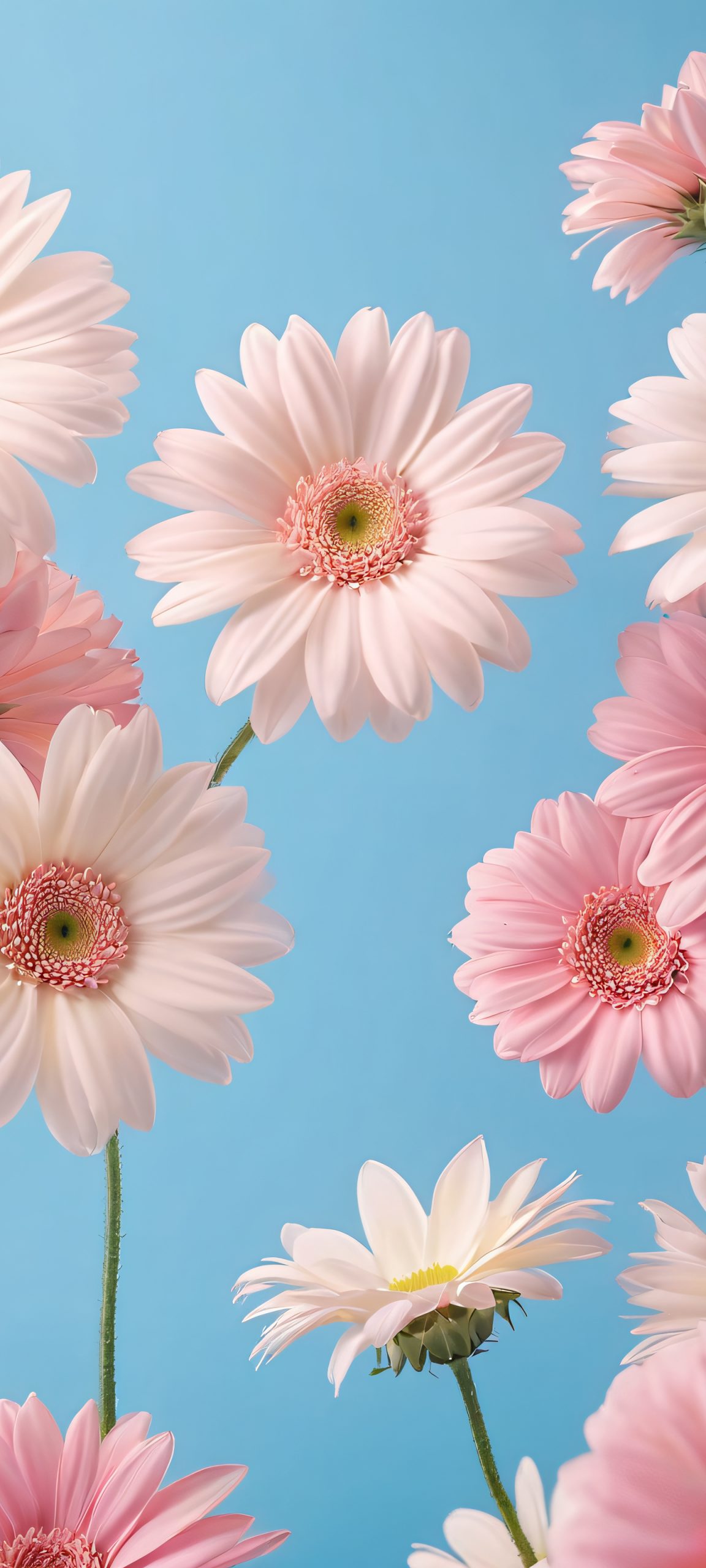 iPhone and Android wallpaper featuring a stunning floral blend of pastel pink, cream, and muted blue, perfect for home screens.