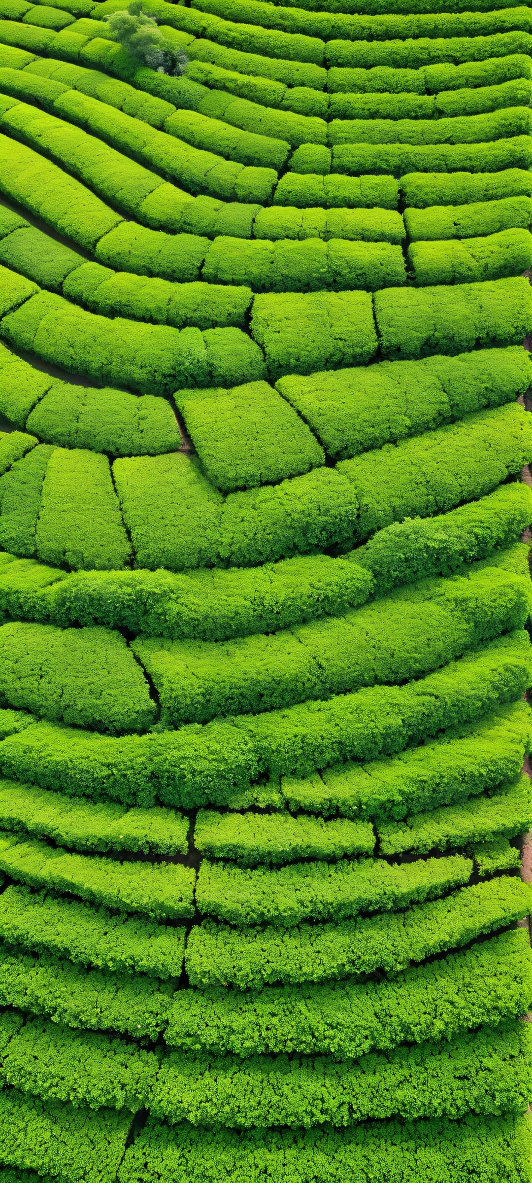 A serene and lush green tea plantation on a hillside, perfect for iPhone/Android home screens.