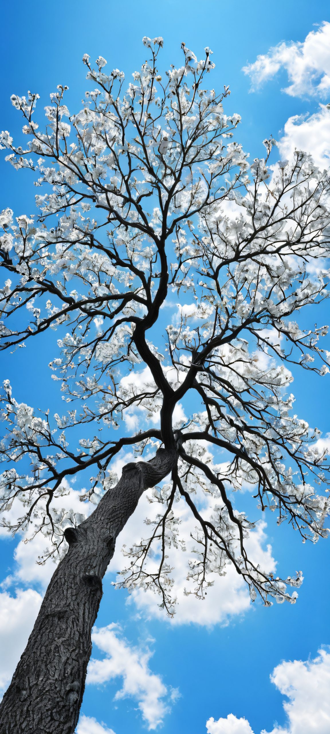 tree silhouette against azure sky scaled