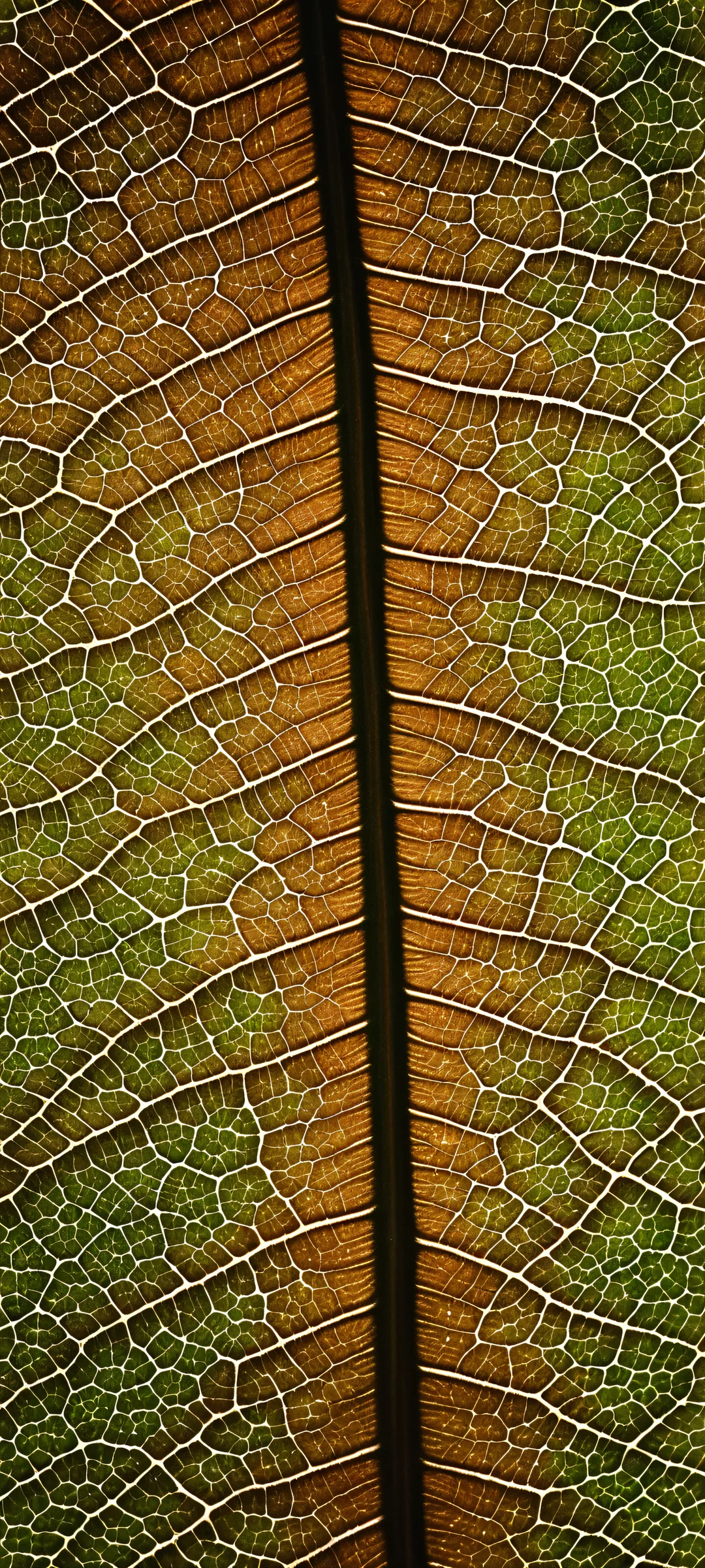 iPhone and Android users will love this stunning macro shot of leaf veins against a dark background, featuring organic film grain and subtle halation.
