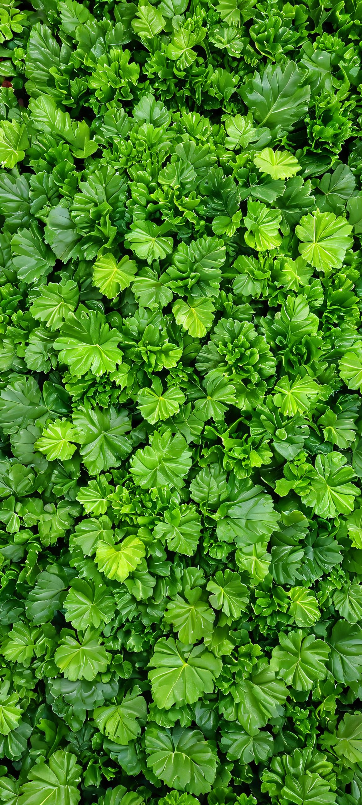 whispering woods mobile wallpaper 2 scaled