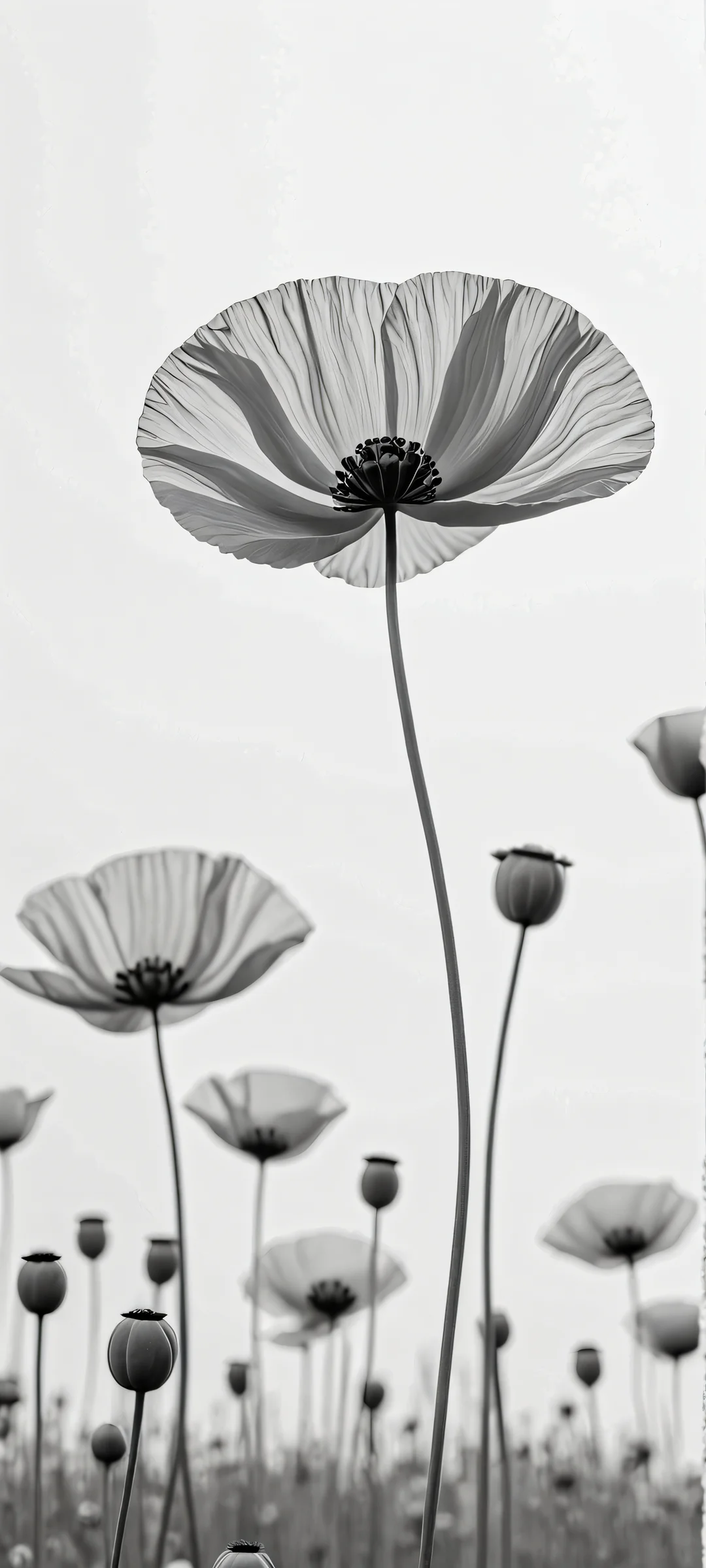 Beautiful monochromatic Poppie-inspired mobile wallpaper for iPhone and Android devices. Perfectly suited for a minimalist home screen.