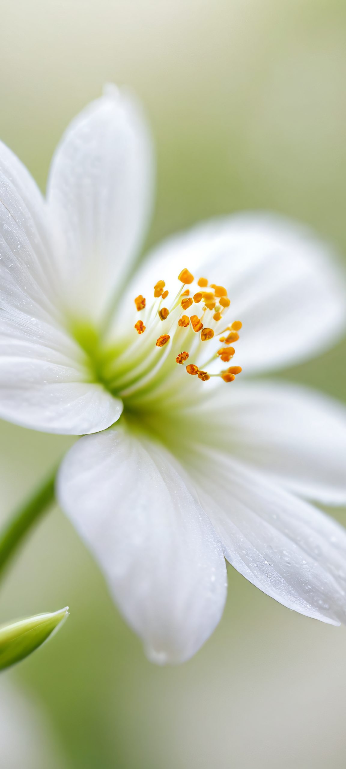 A beautiful white flower blooms against a soft-focused, blurry background, perfectly optimized for iPhone and Android home screens.