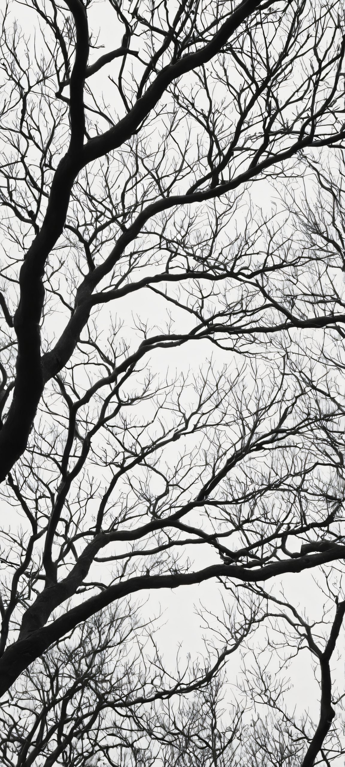Minimalist tree branches on a softly lit monochromatic woodland background for iPhone/Android devices.