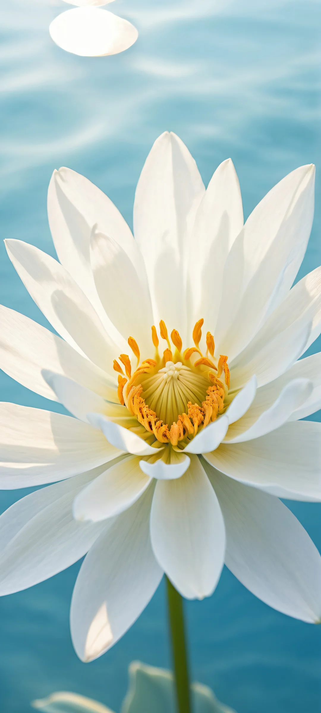 Delicate Petals 2K Mobile Background A stunning vertical portrait of Delicate Petals on iPhone/Android with serene aquatic landscape and ethereal lighting.