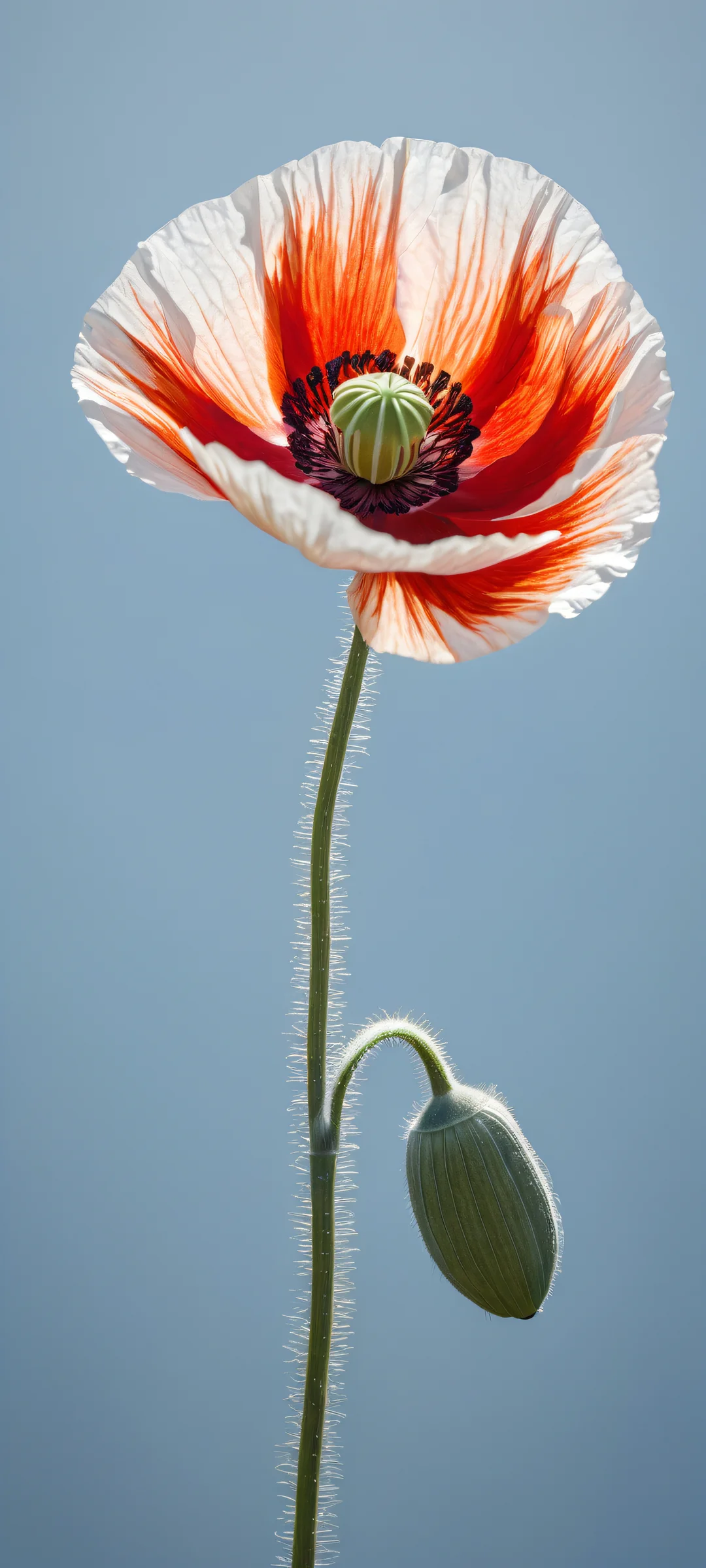 A stunning poppy artwork on a gray-blue background, iPhone/Androidのホーム画面に完全に最適化.