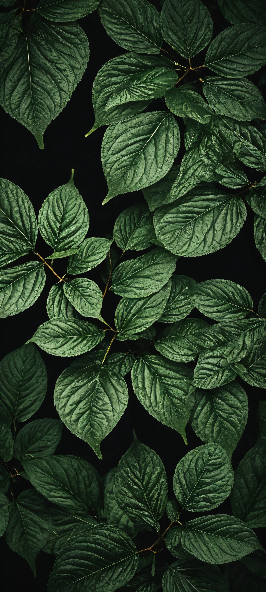 Delicate leaves with intricate veins on a dark mode background suitable for iPhone and Android devices.